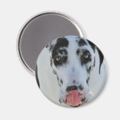 Great Dane - Harlequin - Meine Zunge Touchs Meine  Magnet (Vorderseite/Rückseite)