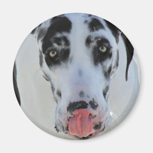 Great Dane - Harlequin - Meine Zunge Touchs Meine  Magnet (Vorne)