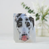 Great Dane - Harlequin - Meine Zunge Touchs Meine Postkarte (Stehend Vorderseite)