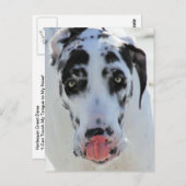 Great Dane - Harlequin - Meine Zunge Touchs Meine Postkarte (Vorne/Hinten)