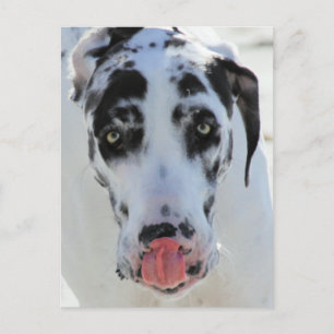 Great Dane - Harlequin - Meine Zunge Touchs Meine Postkarte