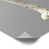 Great Dane Harlequin Print Poster (Ecke)