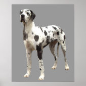 Great Dane Harlequin Print Poster (Vorne)