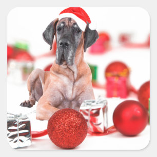 Great Dane Hund mit Weihnachtsgeschenke Quadratischer Aufkleber