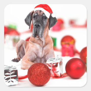 Great Dane Hund mit Weihnachtsgeschenke Quadratischer Aufkleber