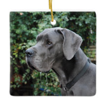 Great Dane Images
