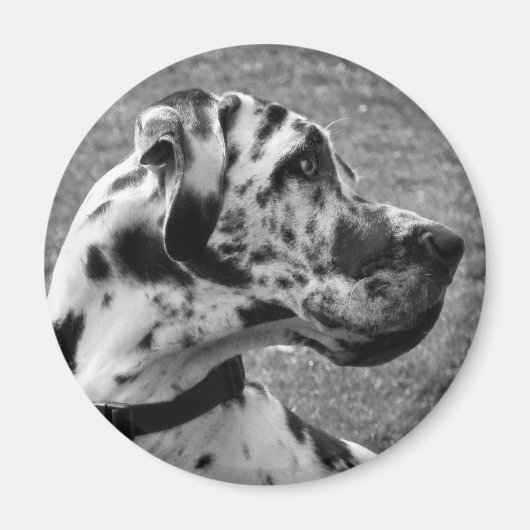 GREAT DANE MAGNET (Vorne)