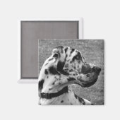 GREAT DANE MAGNET (Vorderseite/Rückseite)