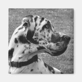 GREAT DANE MAGNET (Vorne)
