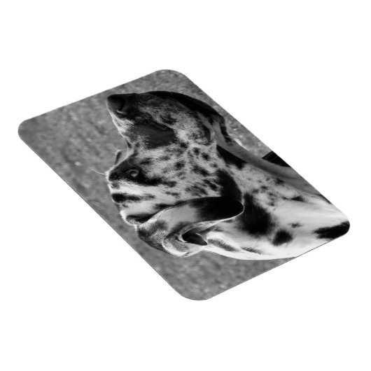 GREAT DANE MAGNET (Rechte Seite)