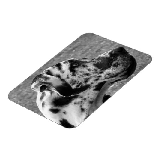 GREAT DANE MAGNET (Linke Seite)