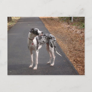 Great Dane Marley Postkarte
