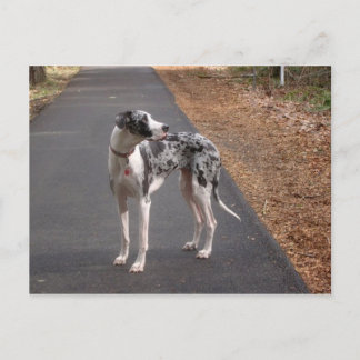 Great Dane Marley Postkarte