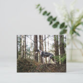 Great Dane Marlie in Woods Postcard Postkarte (Stehend Vorderseite)
