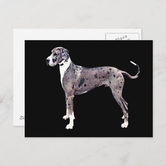 Great Dane Merle 'Heffner' Postkarte (Vorne/Hinten)