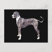 Great Dane Merle 'Heffner' Postkarte (Vorderseite)