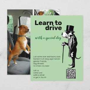 Great Dane Mister Alf Fahrer Flyer