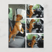 Great Dane Mister Alf Treiber Flyer (Rückseite)