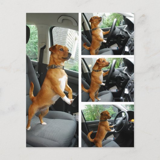 Great Dane Mister Alf Treiber Flyer (Rückseite)