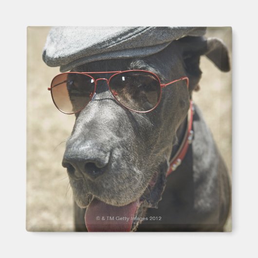 Great Dane mit Hut und Sonnenbrille Magnet (Vorne)