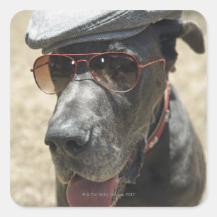 Great Dane mit Hut und Sonnenbrille Quadratischer Aufkleber