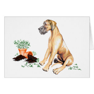 Great Dane Naughty Pup Fawn UC