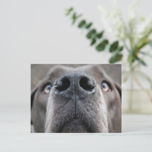 Great Dane Nose Postkarte (Stehend Vorderseite)