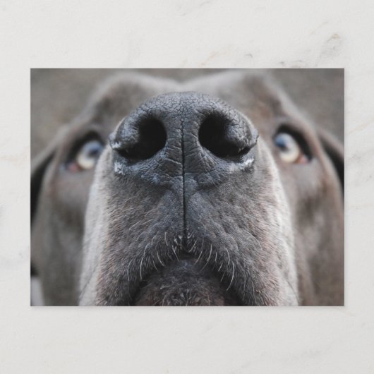 Great Dane Nose Postkarte (Vorderseite)