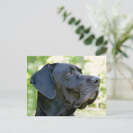 Great Dane Postcard Postkarte (Stehend Vorderseite)