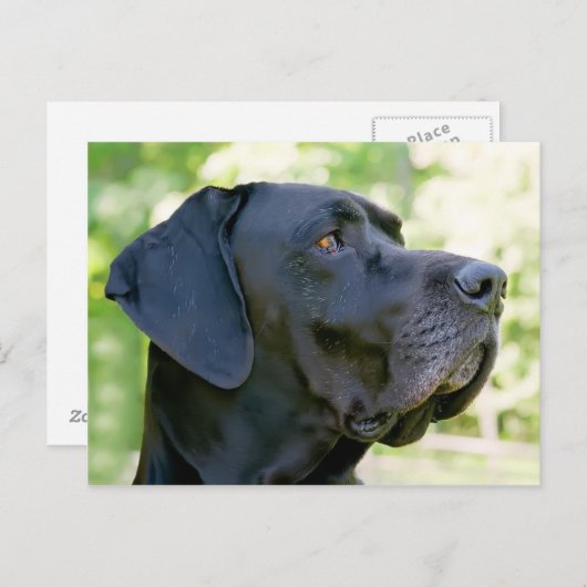 Great Dane Postcard Postkarte (Vorne/Hinten)