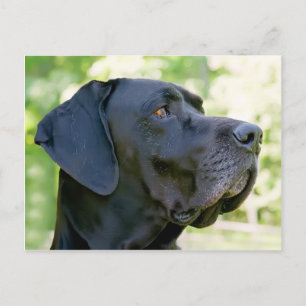 Great Dane Postcard Postkarte