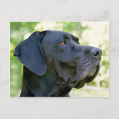 Great Dane Postcard Postkarte (Vorderseite)