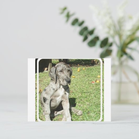 Great Dane Postcard Postkarte (Stehend Vorderseite)