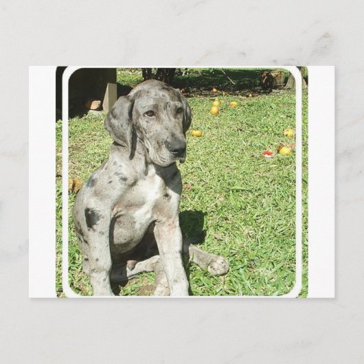 Great Dane Postcard Postkarte (Vorderseite)