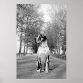 Great Dane Poster (Vorne)