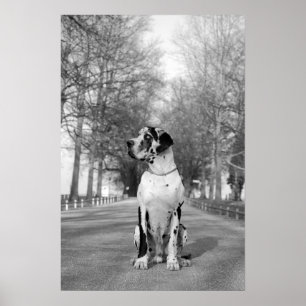 Great Dane Poster