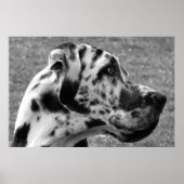 GREAT DANE POSTER (Vorne)