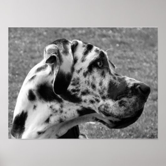 GREAT DANE POSTER (Vorne)