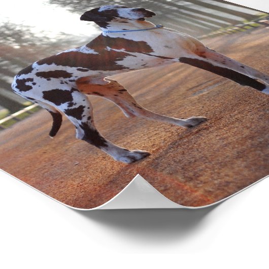 Great Dane Poster (Ecke)