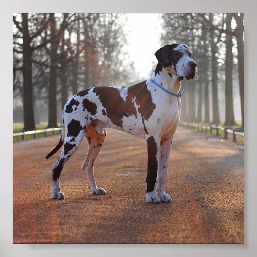 Great Dane Poster (Vorne)