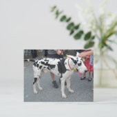 Great Dane Postkarte (Stehend Vorderseite)