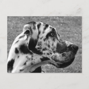 GREAT DANE POSTKARTE