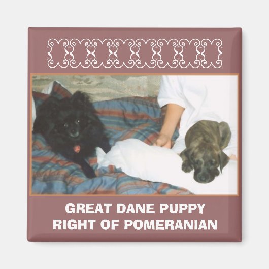 GREAT DANE PUPPY MAGNET (Vorne)