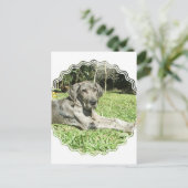 Great Dane Puppy Postkarte (Stehend Vorderseite)