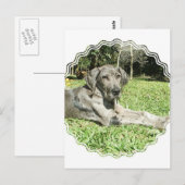 Great Dane Puppy Postkarte (Vorne/Hinten)