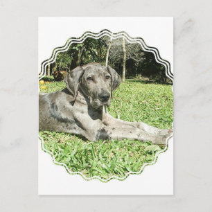 Great Dane Puppy Postkarte