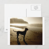 Great Dane Puppy Sunset Postkarte (Vorne/Hinten)
