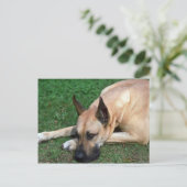 Great Dane Ruhe Postkarte (Stehend Vorderseite)