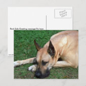 Great Dane Ruhe Postkarte (Vorne/Hinten)