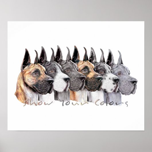 Great Dane Show Colors Group Poster (Vorne)